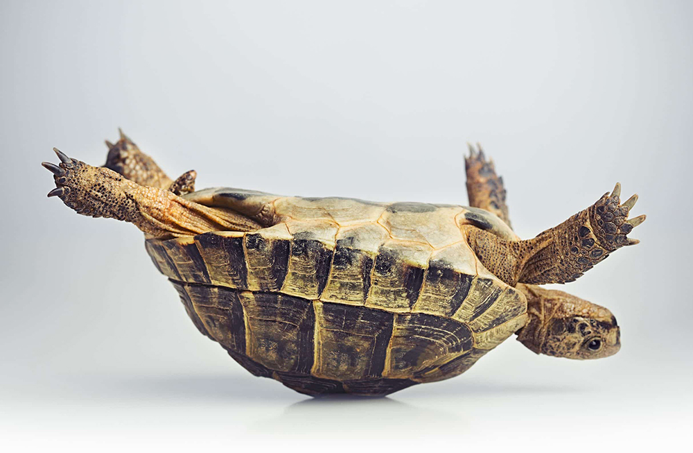 En skilpadde som ligger på ryggen, med hvit/lys bakgrunn.